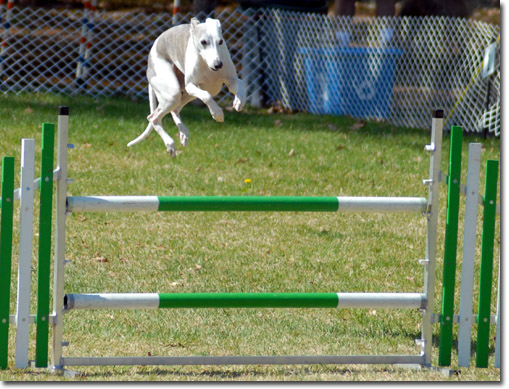 whippet_agility.jpg